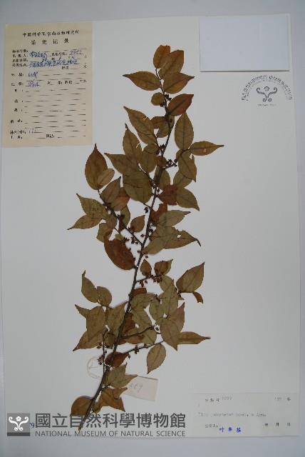 密毛假黃楊藏品圖，第1張