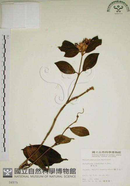 野牡丹藏品圖，第1張