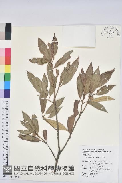 赤皮、赤皮椆藏品圖，第1張