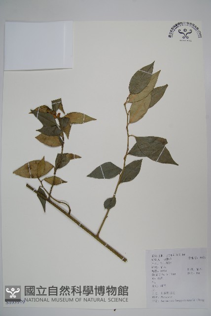 長葉野扇花藏品圖，第1張
