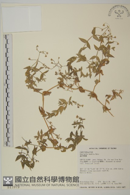 疏花繁縷藏品圖，第1張