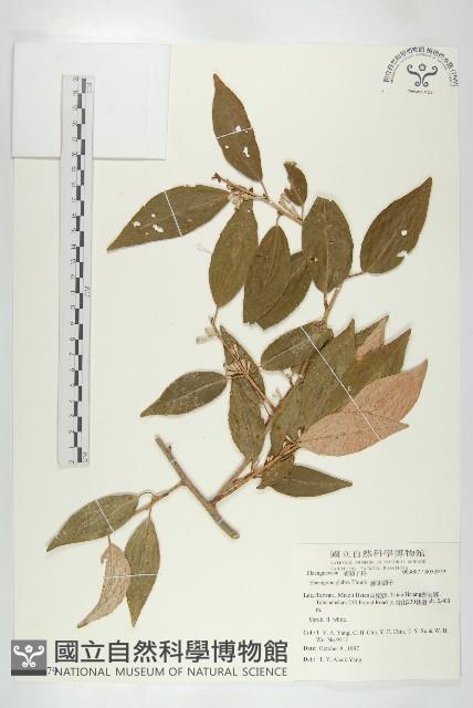 藤胡頹子藏品圖，第1張