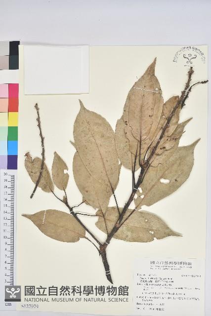 短尾葉石櫟、嶺南柯`東南石櫟藏品圖，第1張