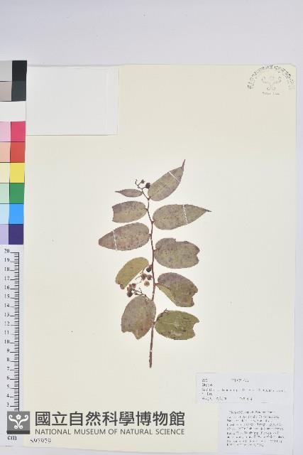 滇白珠藏品圖，第1張