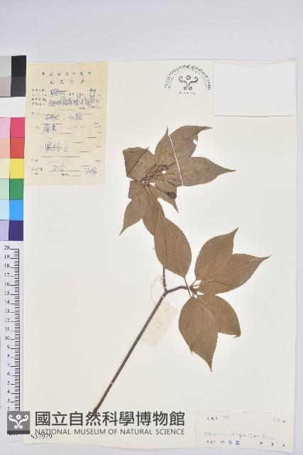 吊鐘花藏品圖，第1張