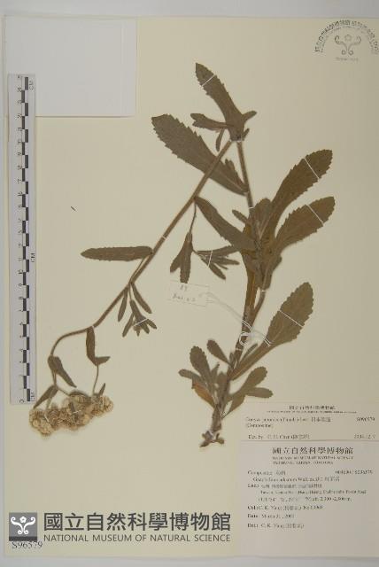 日本假蓬藏品圖，第1張