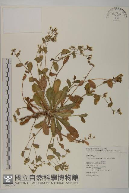 臺灣假黃鵪菜藏品圖，第1張