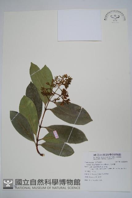 小錦蘭藏品圖，第1張