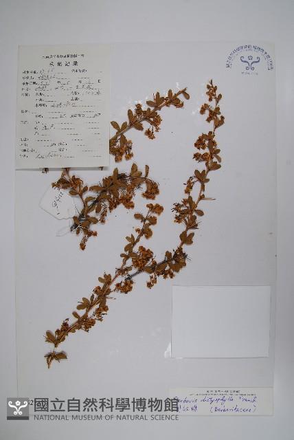 刺紅珠藏品圖，第1張