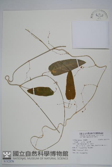 通天蓮藏品圖，第1張