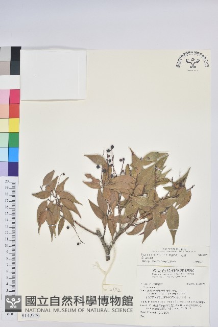 鞍馬山越橘藏品圖，第1張