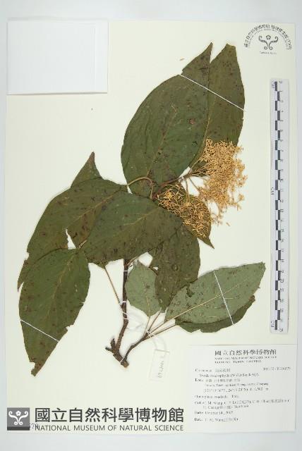 梜木藏品圖，第1張