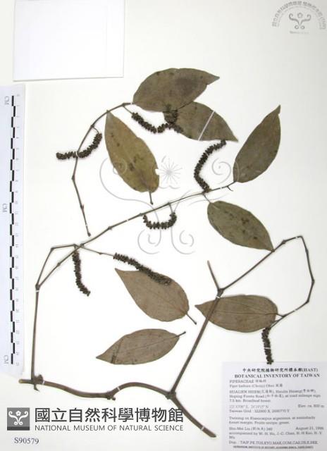 風藤藏品圖，第1張