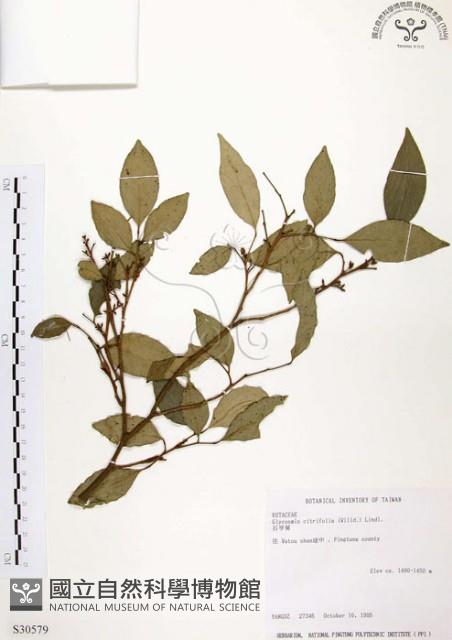 Malay Glycosmis Collection Image