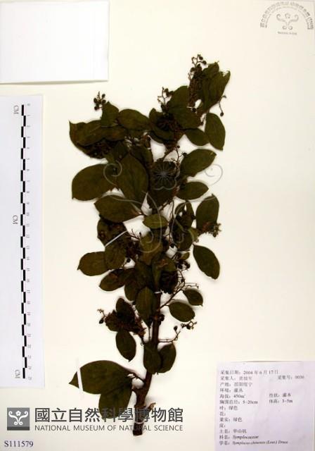 灰木藏品圖，第1張