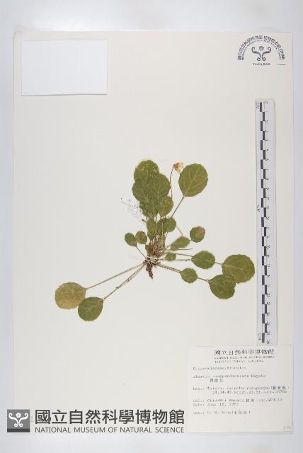 裂緣花藏品圖，第1張