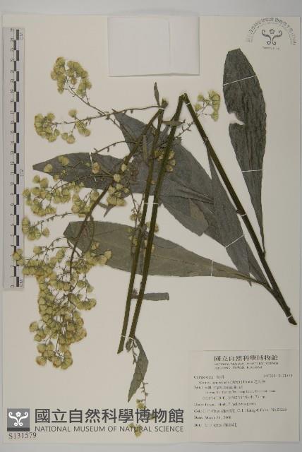 走馬胎藏品圖，第1張