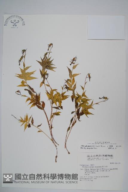 玉山沙參藏品圖，第1張