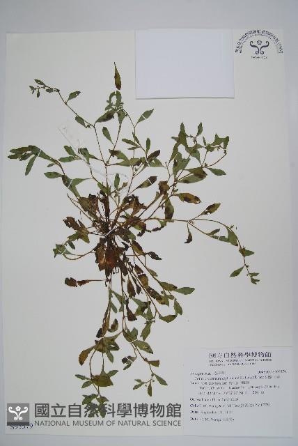 細纍子草藏品圖，第1張