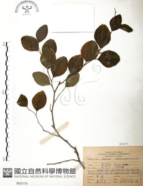 馬甲子藏品圖，第1張