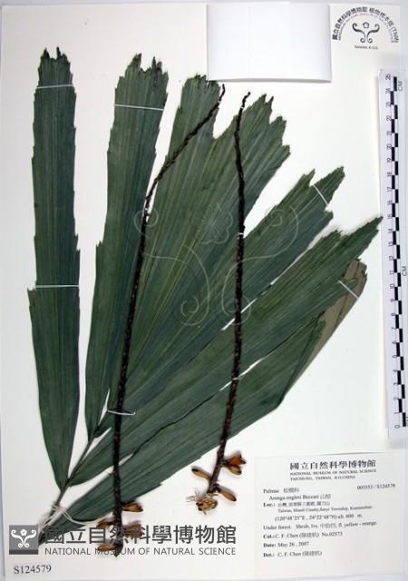 山棕藏品圖，第1張