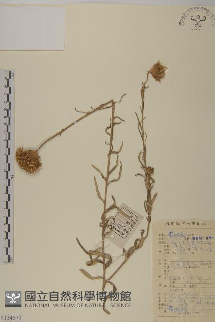 華薊藏品圖，第1張