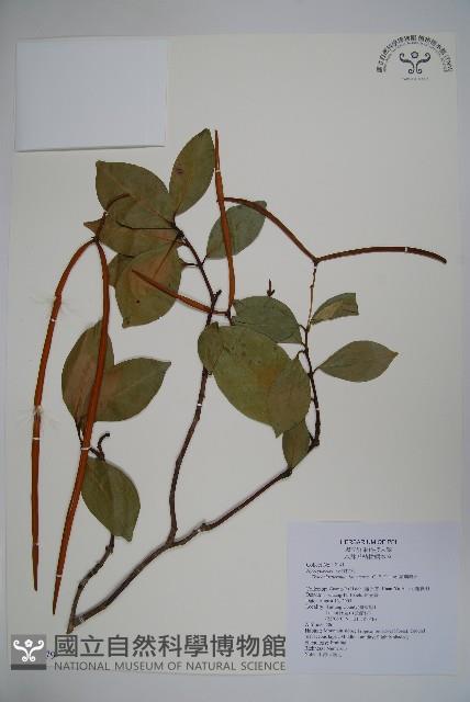 蘭嶼絡石藏品圖，第1張