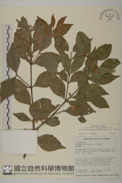 菱葉衛矛藏品圖，第1張