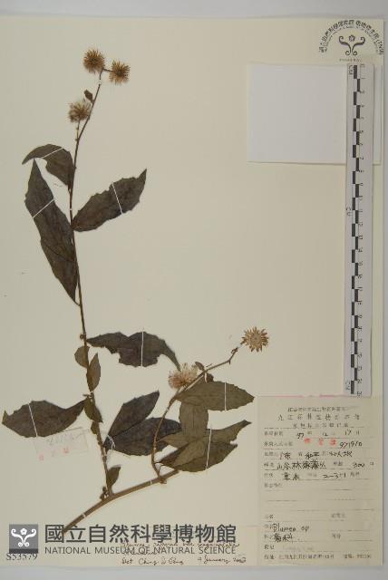 大頭艾納香藏品圖，第1張