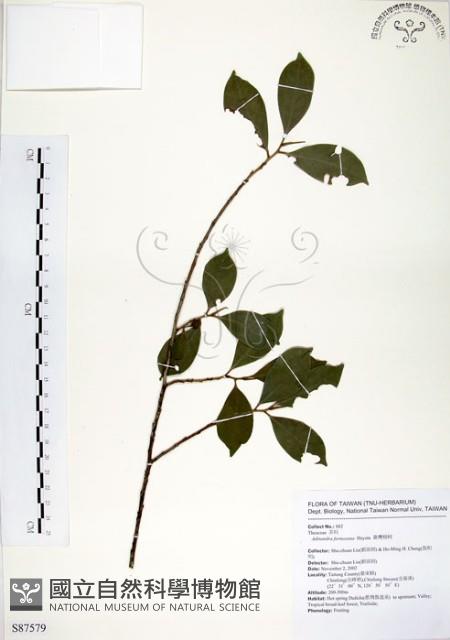 台灣楊桐藏品圖，第1張