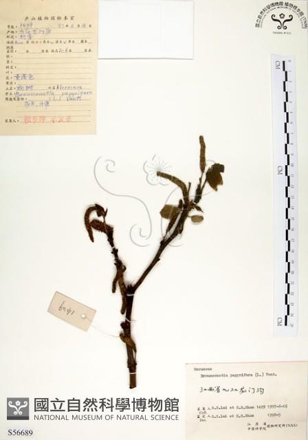 構樹藏品圖，第1張