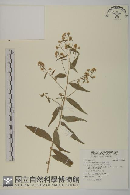 臺灣馬蘭藏品圖，第1張