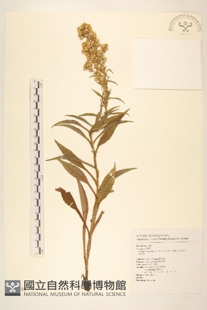 一枝黃花藏品圖，第1張