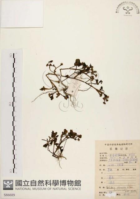 馬齒莧藏品圖，第1張