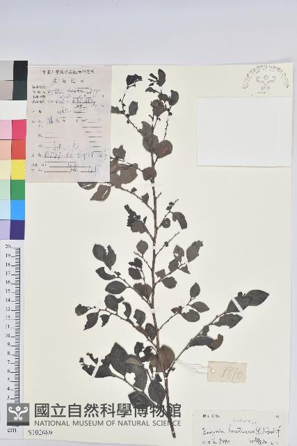 黑面神藏品圖，第1張