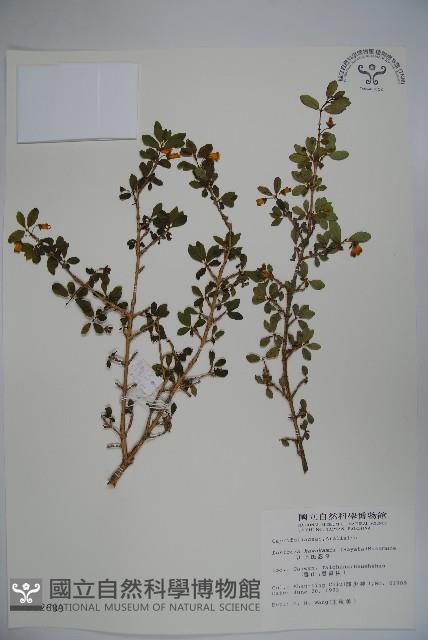 川上氏忍冬藏品圖，第1張