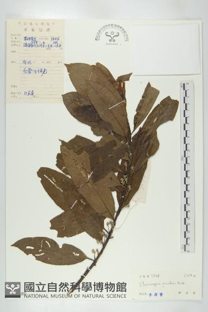 印度唸珠樹藏品圖，第1張