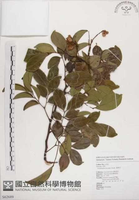 頷垂豆藏品圖，第1張