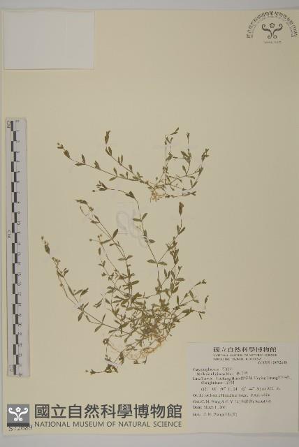 雀舌草藏品圖，第1張