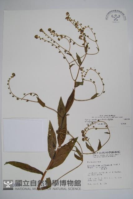 琉璃草藏品圖，第1張