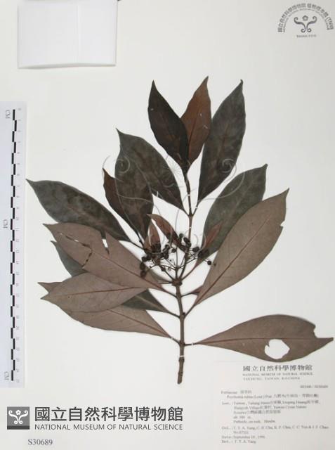 九節木、牛屎烏、青龍吐霧藏品圖，第1張