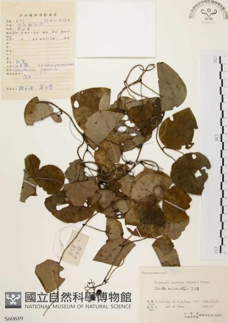 千金藤、金線吊烏龜藏品圖，第1張