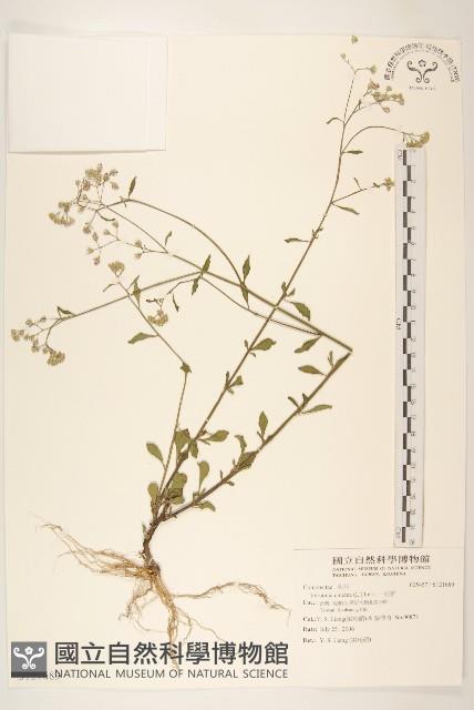 一枝香藏品圖，第1張