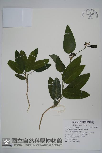 絨毛芙蓉蘭藏品圖，第1張