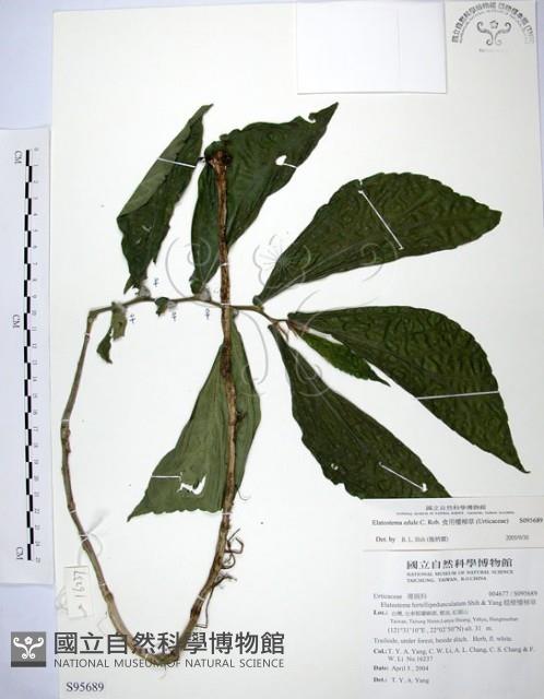 食用樓梯草藏品圖，第1張