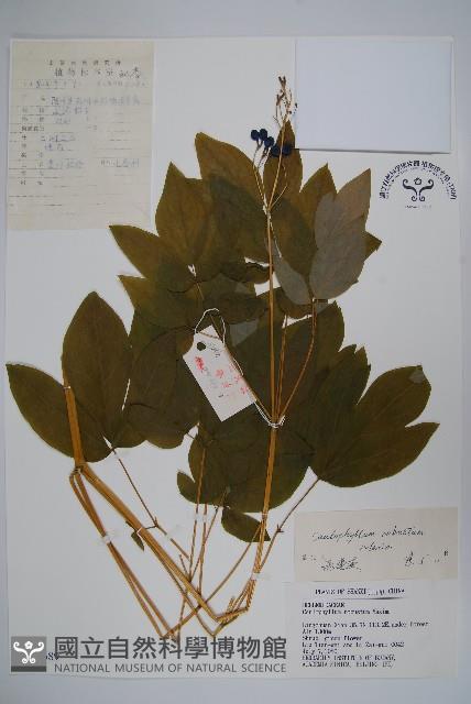 紅毛七藏品圖，第1張