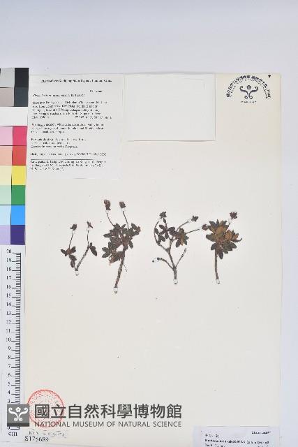 獨龍杜鵑藏品圖，第1張