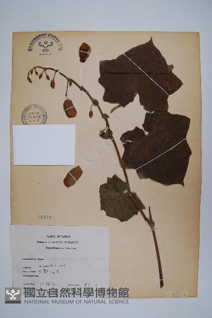 大鄧伯花藏品圖，第1張