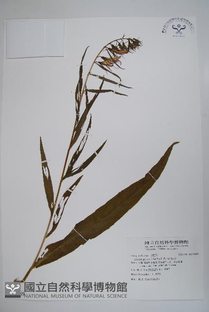 大本山梗菜藏品圖，第1張