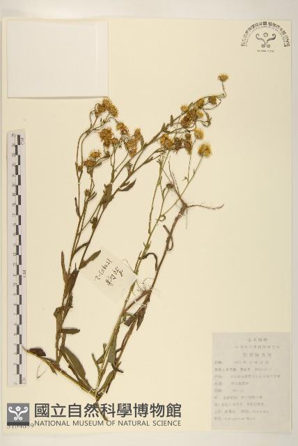 旋覆花藏品圖，第1張